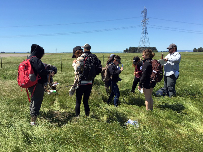 Virginia Meyer's field botany class spends the day at Jepson Prairie Preserve learning flower families found in vernal pools and bunchgrass prairie. April 15, 2016. Emily Peterson, Photo Editor. | emilypetersonexpress@gmail.com