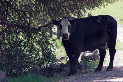 A cow poses on April 29 on a field at Peña Adobe Regional Park in Vacaville.