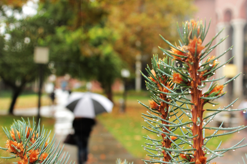 PICTURE OF THE DAY-Oct. 22, 2012. Rain drops trickle down leaves and pines forcing students to bring umbrellas  on the first day of rain at City College on Oct. 18, 2012. Tony Wallin | dylanwaittswallin.express@gmail.com
