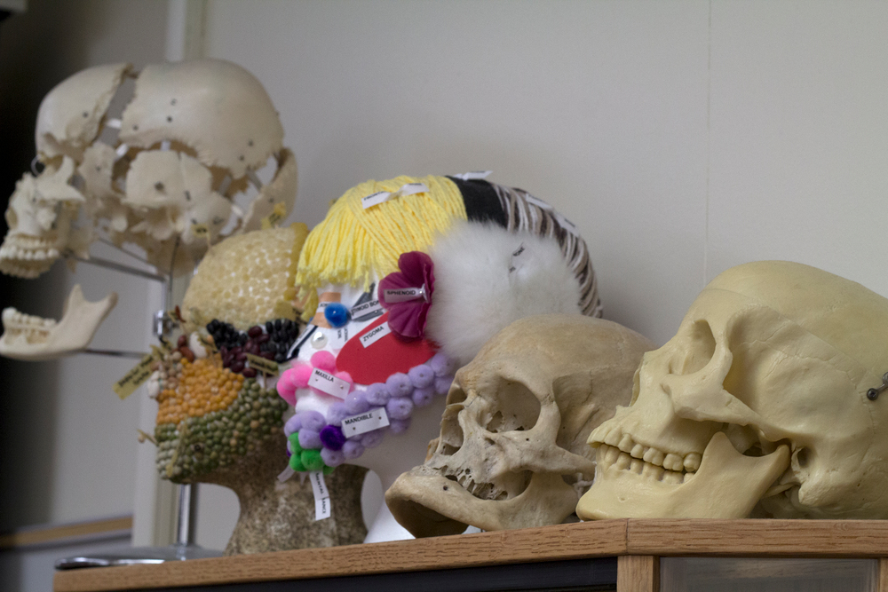 PICTURE OF THE DAY-April 19, 2013.  Skeletal models are just some of the many tools used to instruct students in the Dental Hygiene and Dental Assisting departments located in Rodda South 111. | Evan E. Duran | evaneduran@gmail.com