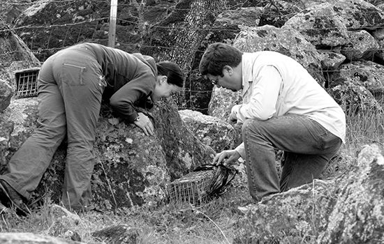 Rosalinda Vizina and Professor David Wyatt examine one of the Tomahawk traps, which contains the first ringtail that they found on this particular trip out to the Sutter Buttes. A bio-degradable bag is wrapped around each trap to provide the captured ring tails some privacy before they are released from the trap. | Callib Carver | callibcarver.express@gmail.com