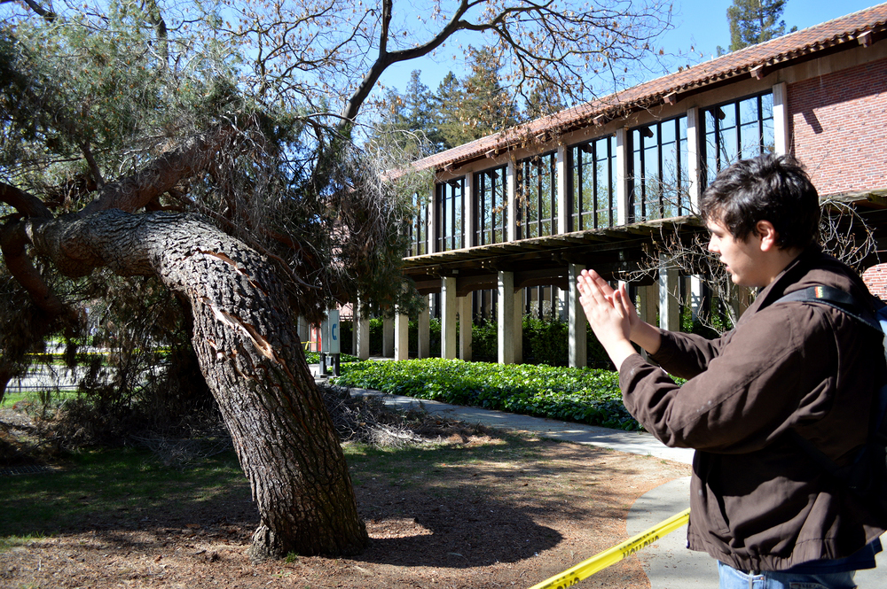 Psychology major Elias Paez looks at the twists within the cracks of a tree March 17 that fell next to Rodda North in the Quad during the weekend.  Luisa Morco | Staff Photographer | luisamorco.express@gmail.com