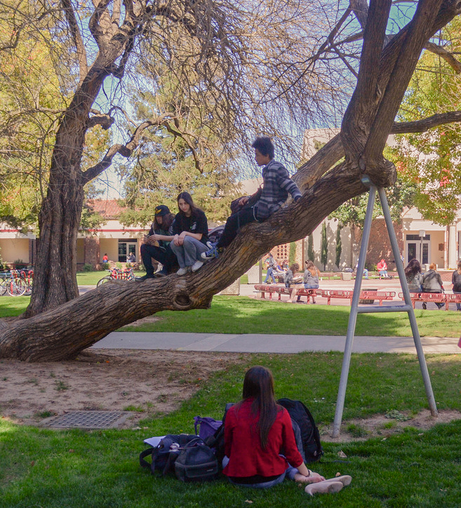City College student Rowan Maclean (left), undecided, psychology major Kat Caro and Joshua Quinones, undecided, bring new meaning to “hanging around” by relaxing on a tree March 13 in the Quad. Photo by Gabrielle Smith | Staff Photographer | gsmith@gmail.com 