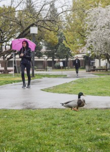 A light rain falls down on City College. Business student, Bianca Iguilar keeps dry while heading to class, while ducks search for food outside of Rodda North March 11,2015. | Emily Foley | Photo Editor