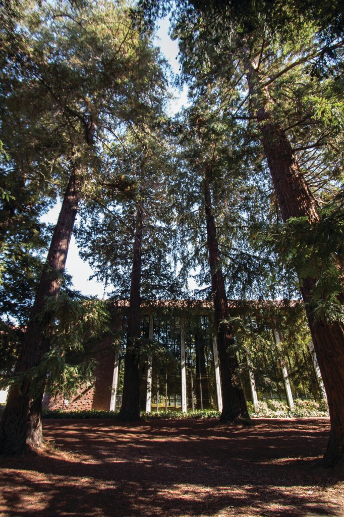 City College’s Redwood Grove, located on the west side of Rodda Hall North, is home to the oldest and largest trees on campus.
