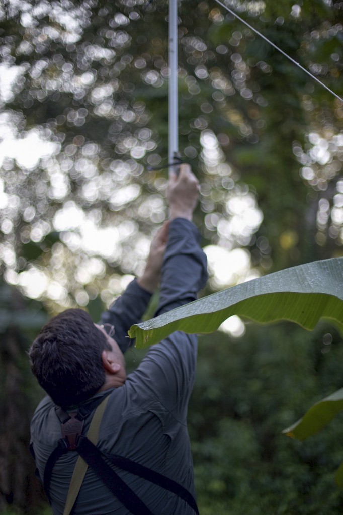 City College biology professor David Wyatt  sets up a mist net DIY style (do it yourself) to capture birds in the morning through the day and to capture bats at night at the Bocawina Rainforest Resort Jan. 14, 2016. Emily Peterson, Staff Photographer. |emilypetersonexpress@gmail.com
