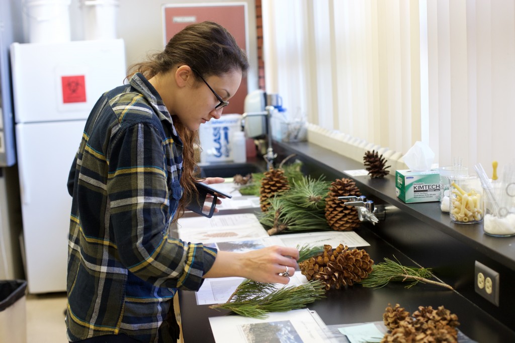 City College student Leesa Dixey, Biology and Field Ecology major, looks at the plants laid out for Conifer Lab II in Virginia Meyers Field Botany class. Emily Peterson, Staff Photographer. |emilypetersonexpress@gmail.com