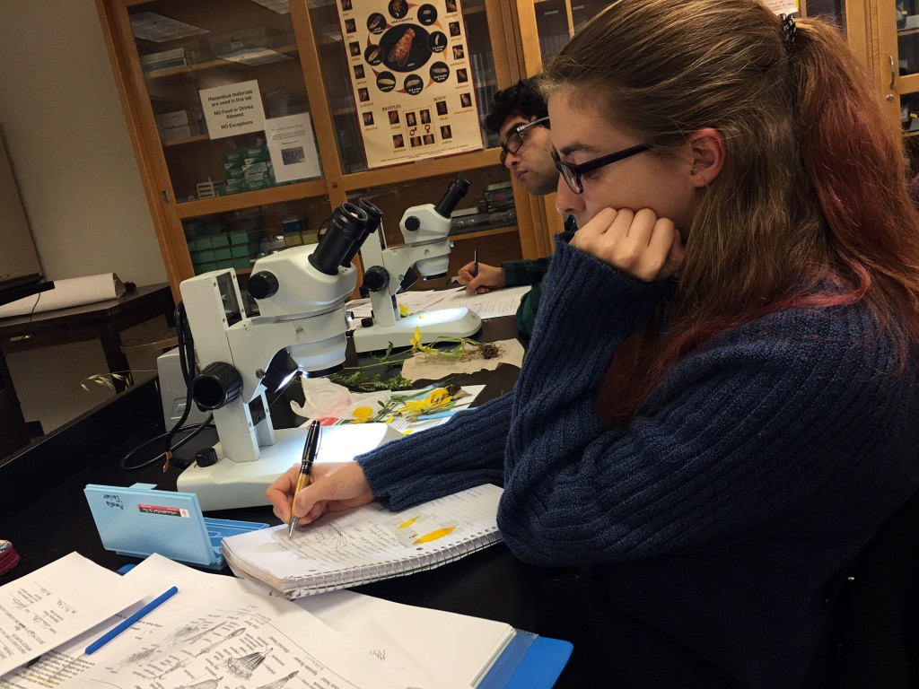 City College student Amelia Tauber, ecology certificate major, learning about the Asteracea family in Virginia Meyer's field botany class. Emily Peterson, Staff Photographer. | emilypetersonexpress@gmail.com