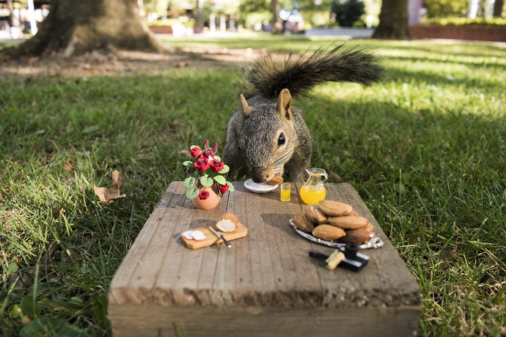 An eastern fox squirrel dines in fine fashion on City College campus. | Photo by Danny J. Mitchell | mitchell.dan.j