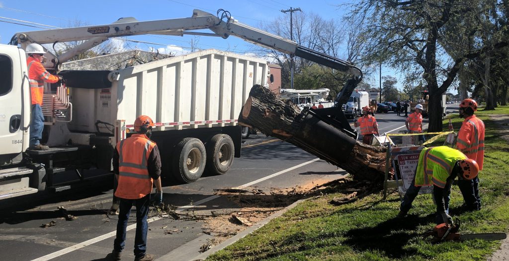 City Snapshot! Fallen tree blocking Freeport Blvd