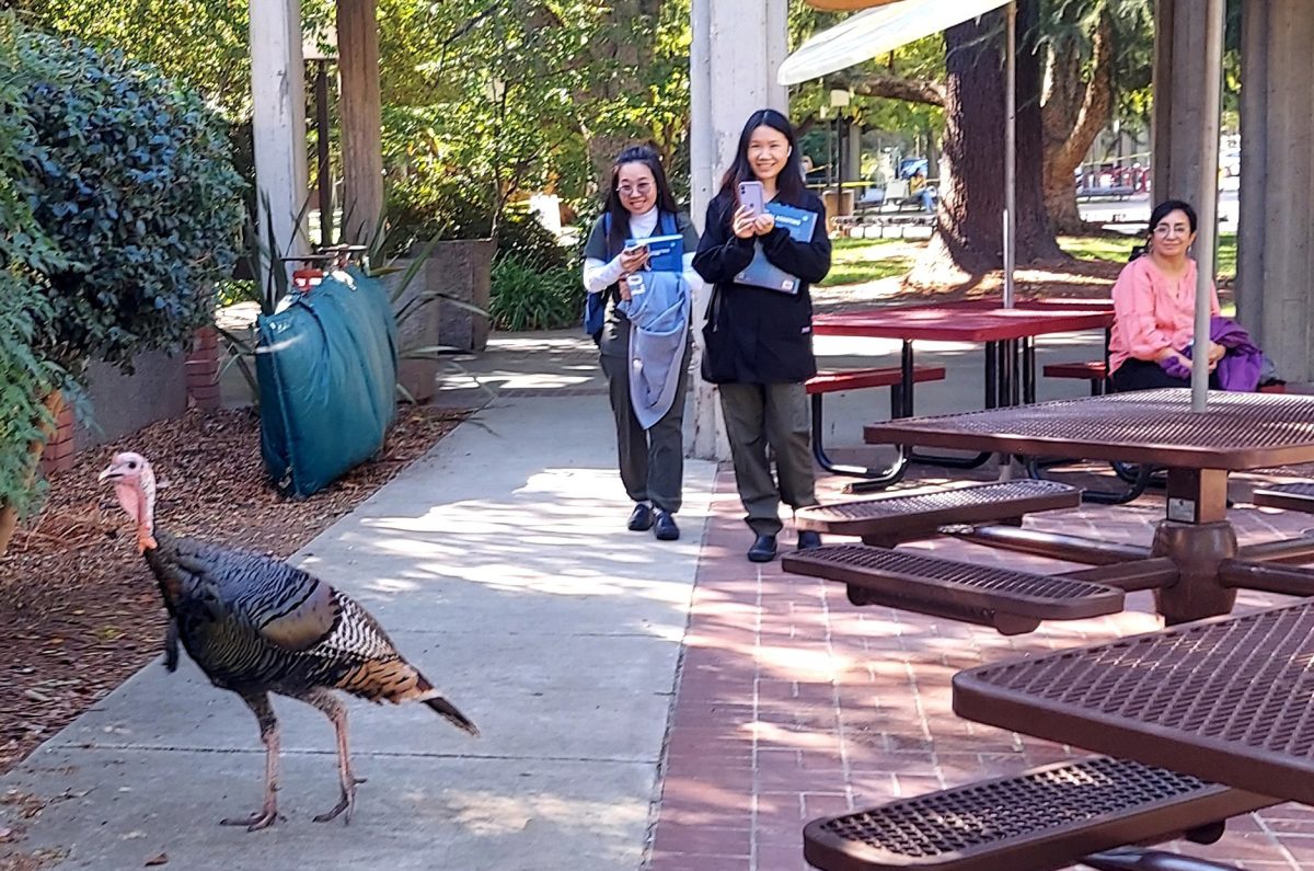 Photo of the day: Turkey lurking on Sac City campus