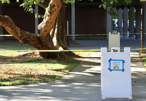 Photo of the day: Be aware of falling fruit